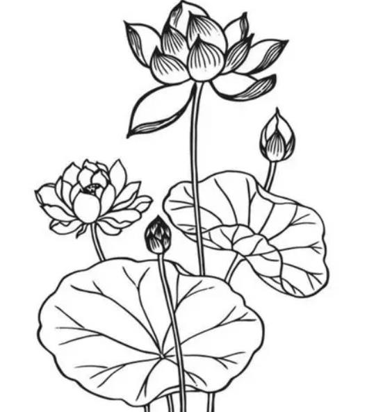 荷花盛开的样子怎么画 荷花盛开的简笔画图片