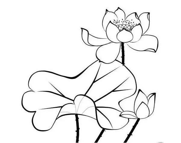 荷花盛开的样子怎么画 荷花盛开的简笔画图片