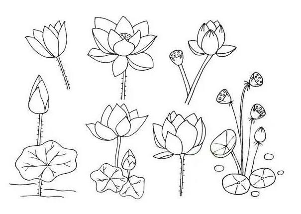 2023荷花简笔画画法步骤图片