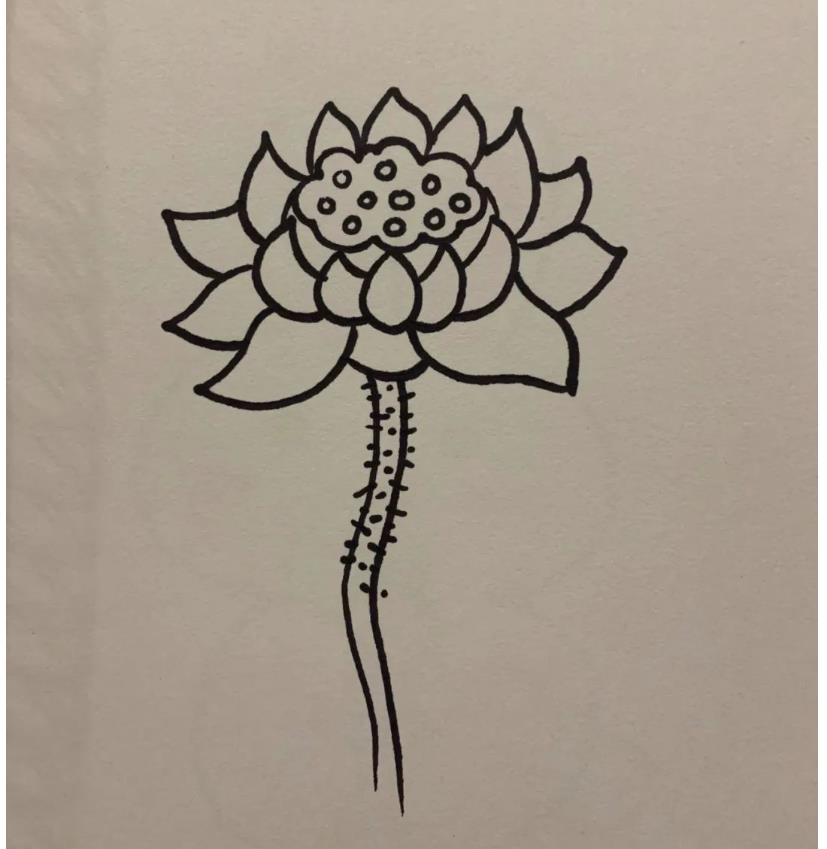 简笔画的莲花怎么画好看又漂亮(含教程步骤)