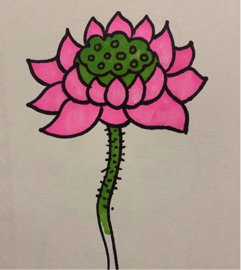 简笔画的莲花怎么画好看又漂亮(含教程步骤)