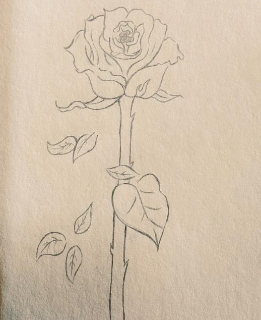 用123画玫瑰花怎么画 玫瑰花简笔画一朵