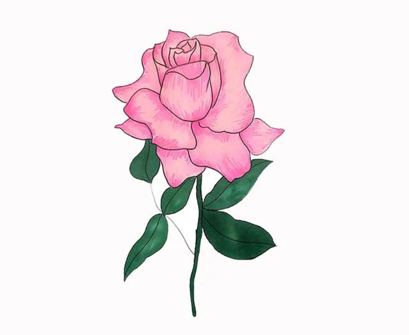 画一朵立体玫瑰花 玫瑰画法高级感简单易学