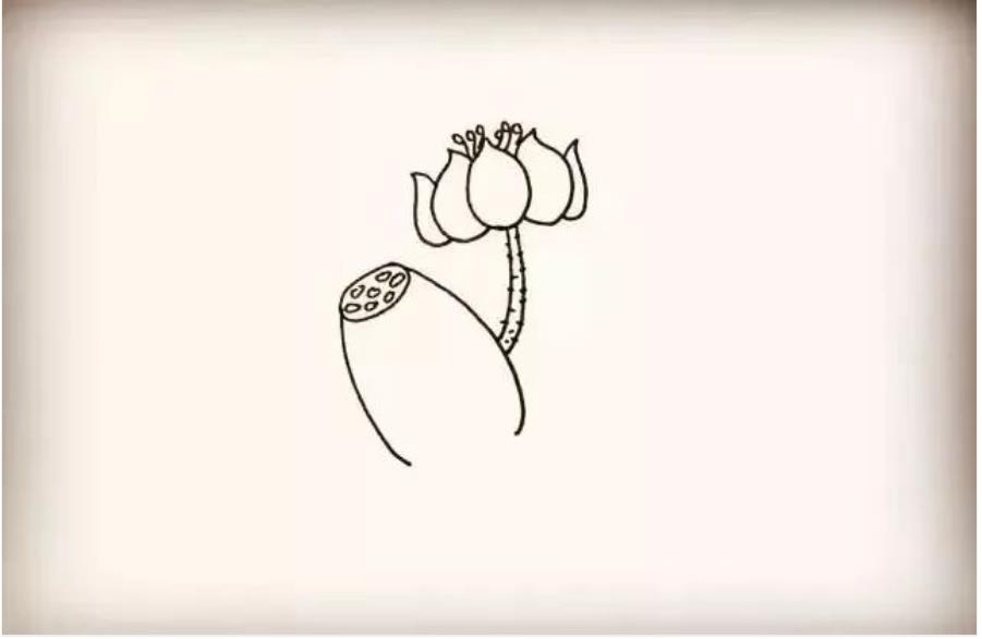 荷花怎么画简单又好看教程图片