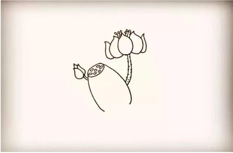 荷花怎么画简单又好看教程图片