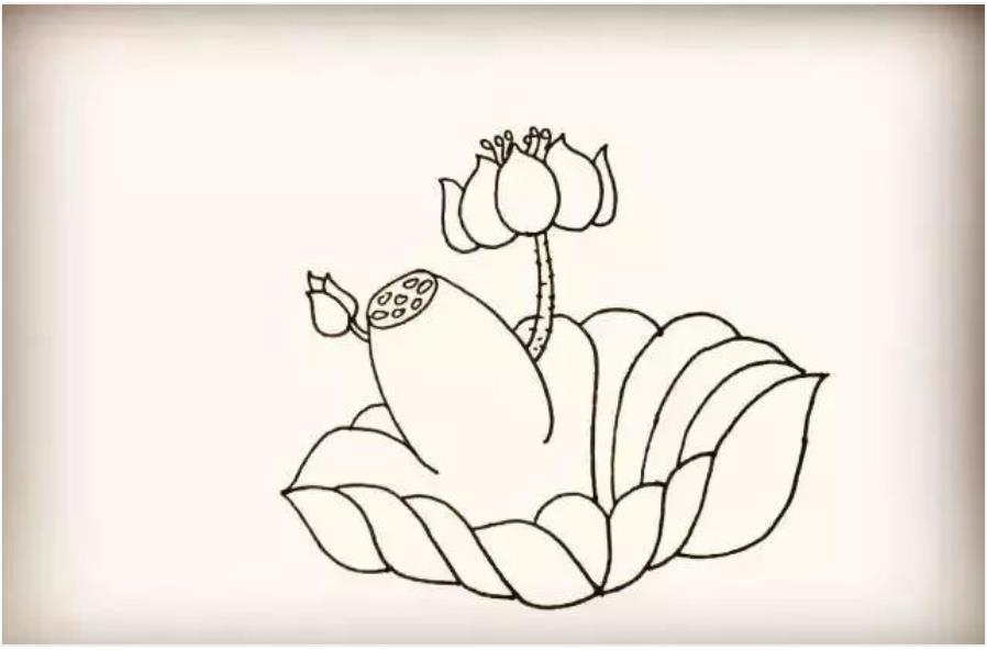 荷花怎么画简单又好看教程图片