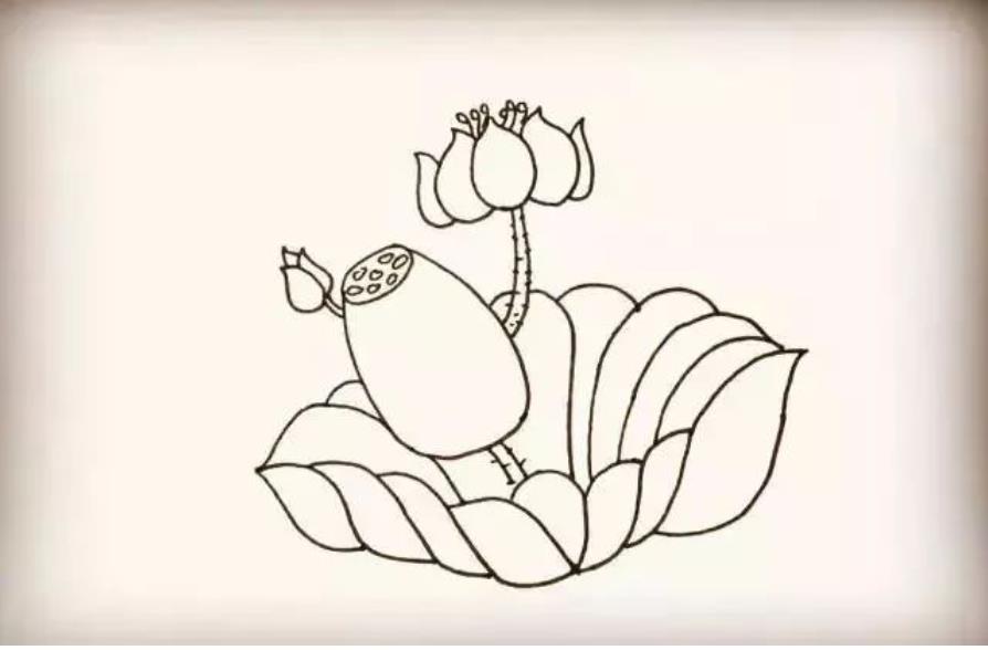 荷花怎么画简单又好看教程图片