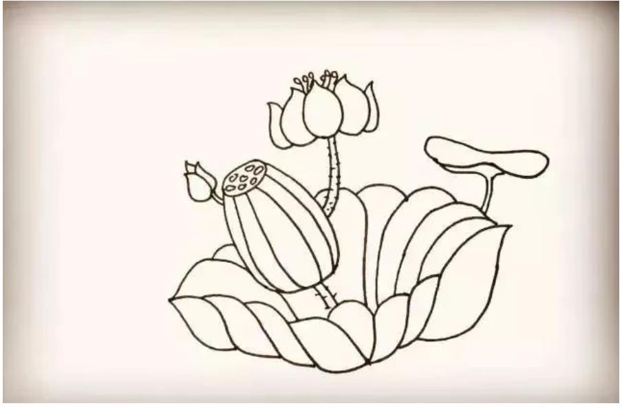 荷花怎么画简单又好看教程图片