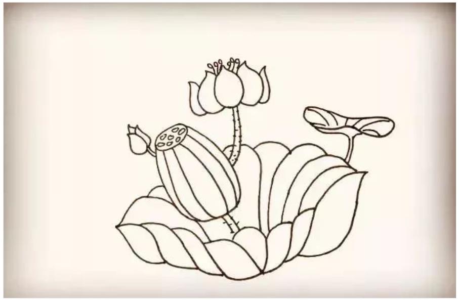 荷花怎么画简单又好看教程图片