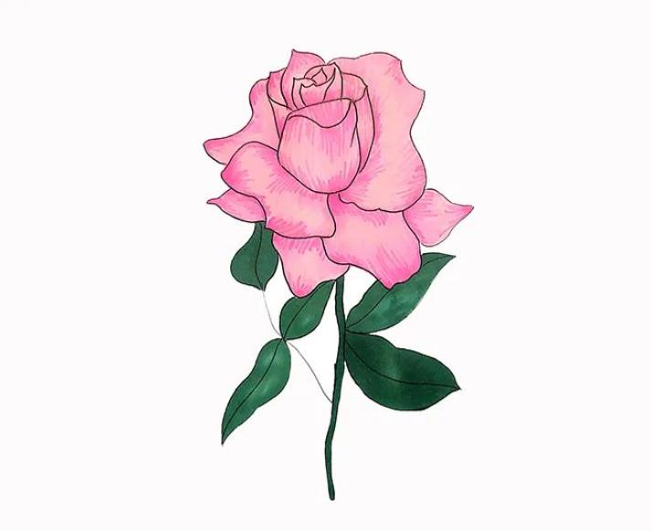 简单玫瑰花怎么画 一步一步的画玫瑰简单又漂亮