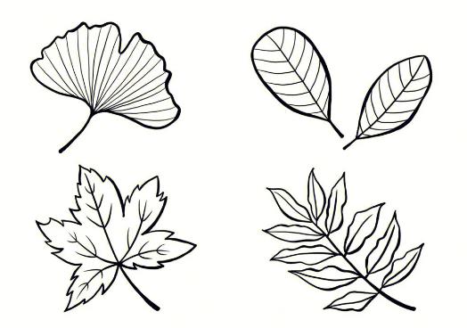 画树叶的简笔画步骤怎么画 树叶画法简笔画图片