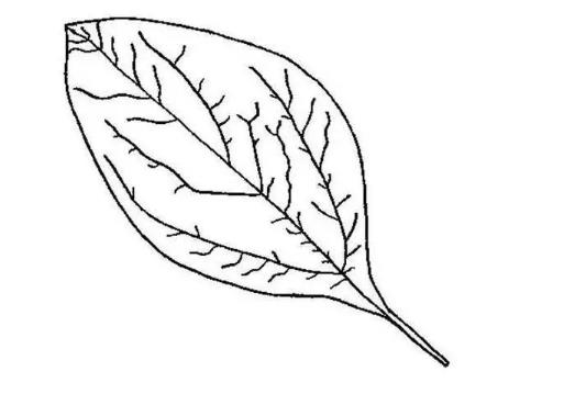 画树叶的简笔画步骤怎么画 树叶画法简笔画图片