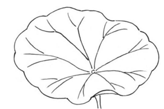 画荷叶最简单的画法简笔画图片欣赏