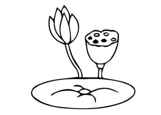 画荷叶最简单的画法简笔画图片欣赏