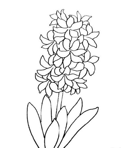 精选风信子的画法简笔画图片大全
