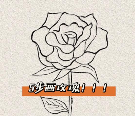 【简笔画】一步一步画玫瑰花图片教程