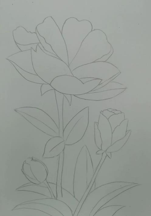 海棠花简笔画画法教程 怎样画漂亮的海棠花