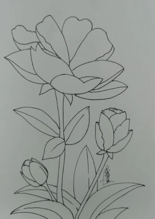 海棠花简笔画画法教程 怎样画漂亮的海棠花