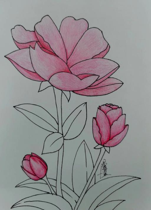 海棠花简笔画画法教程 怎样画漂亮的海棠花