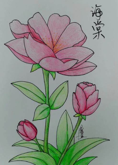海棠花简笔画画法教程 怎样画漂亮的海棠花