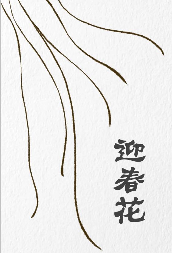 一步一步教我画迎春花简单图片教程