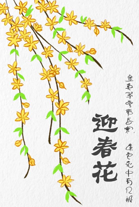 一步一步教我画迎春花简单图片教程