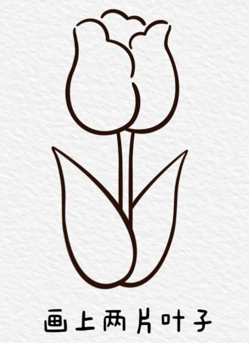 一笔画郁金香教程一步一步图解