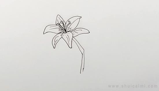 百合花简笔画怎么画 百合花简笔画好看