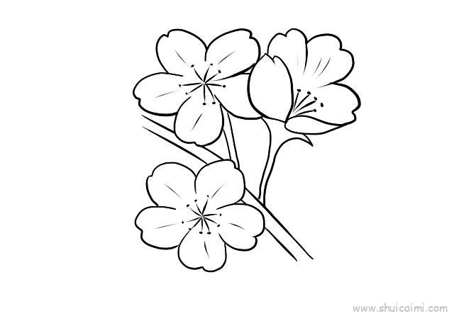樱花儿童画怎么画 樱花简笔画图片