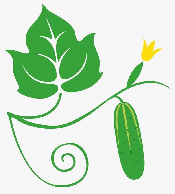 黄瓜简笔画 黄瓜简笔画图片