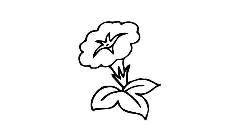牵牛花简笔画怎么画 牵牛花简笔画简单