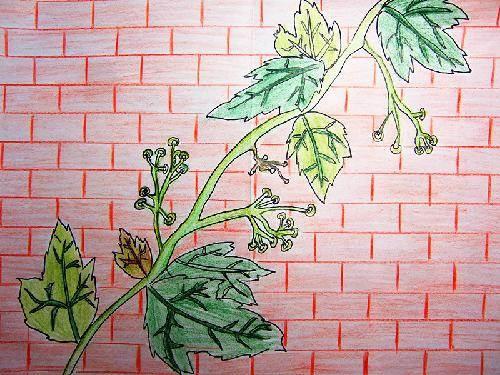 爬山虎简笔画 爬山虎简笔画图片大全大图