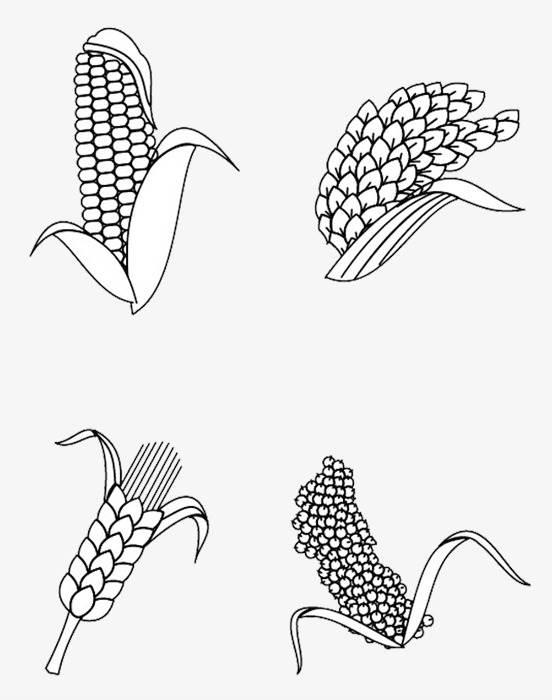 小麦简笔画 小麦简笔画彩色