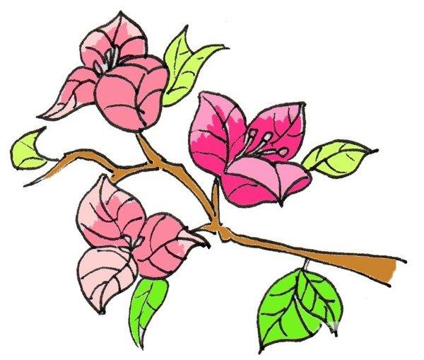三角梅的简笔画怎么画 三角梅的简笔画好看