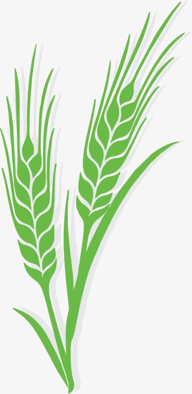 麦子简笔画 麦子简笔画大丰收