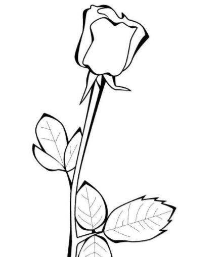 玫瑰花图片简笔画 玫瑰花图片简笔画手绘