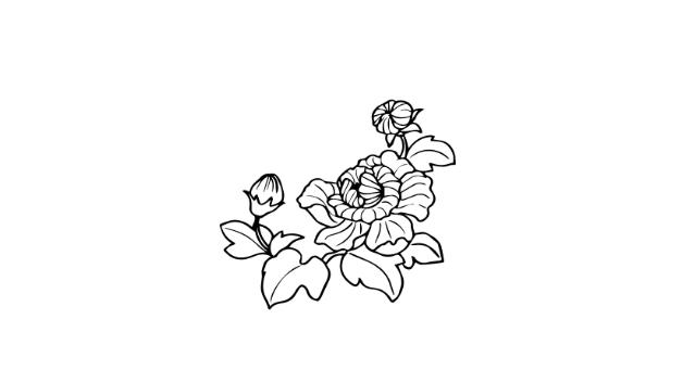 芙蓉花简笔画怎么画 芙蓉花简笔画好看