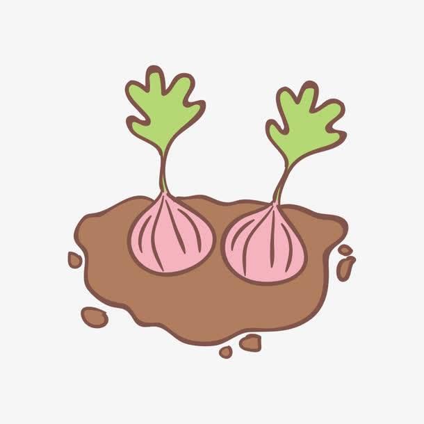 洋葱简笔画图片大全 洋葱简笔画图片大全可爱