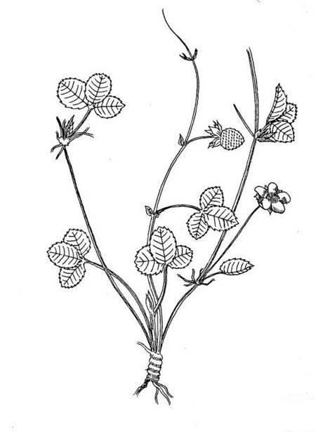 简笔画植物 简笔画植物花草树木