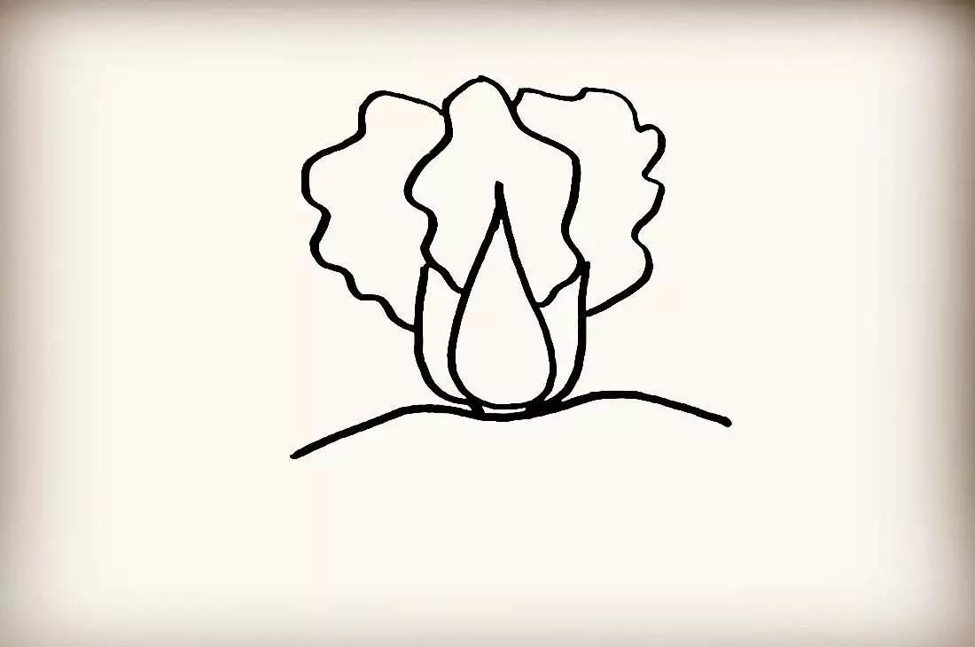 大白菜 简笔画 大白菜简笔画图片带颜色