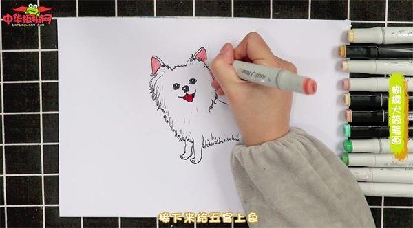 蝴蝶犬怎么画 蝴蝶犬简笔画图片带颜色
