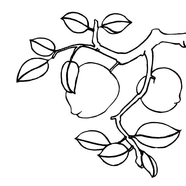 桃树简笔画图片大全 桃树简笔画图片大全集彩色