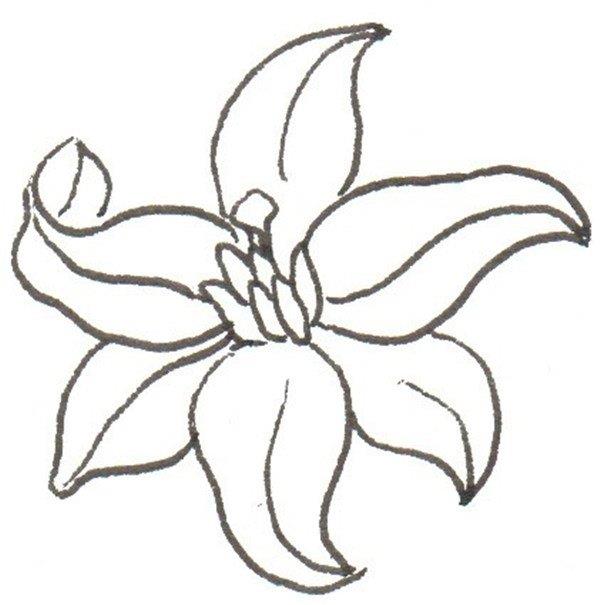 百合花的简笔画怎么画 百合花的简笔画顺序
