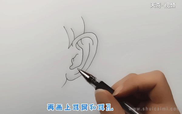 耳朵简笔画怎么画 耳朵简笔画简单又好看