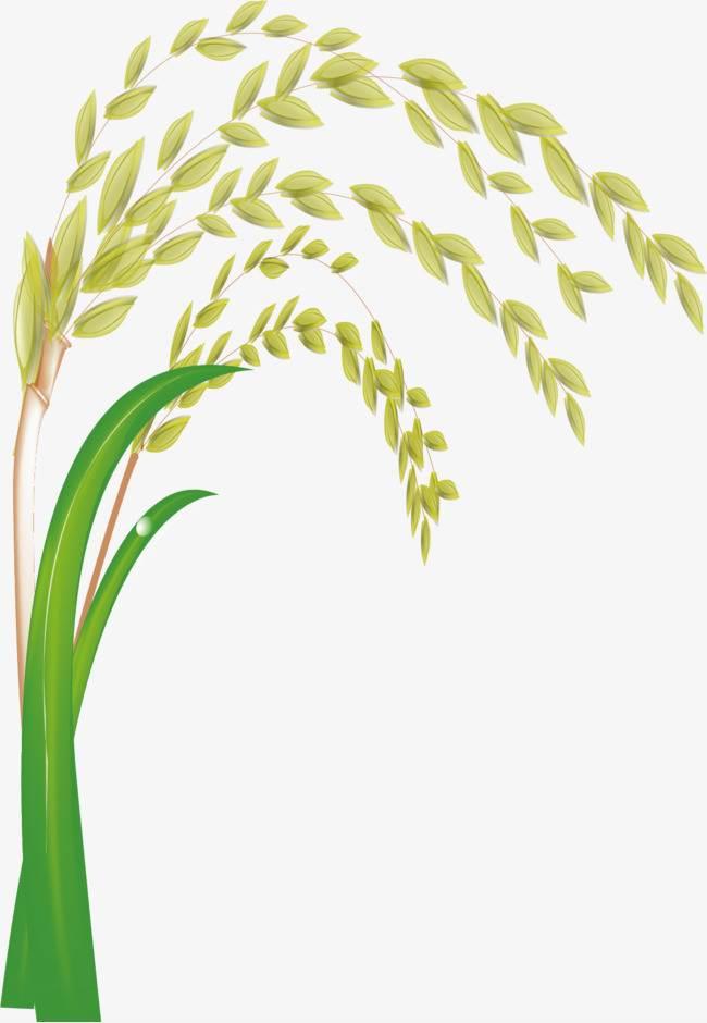 稻穗简笔画 稻穗简笔画图片