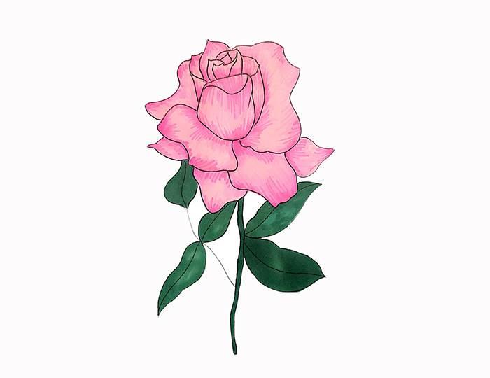 玫瑰花图片简笔画 玫瑰花图片简笔画手绘