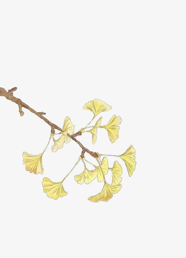 银中草药杏简笔画 银杏中草药怎么画
