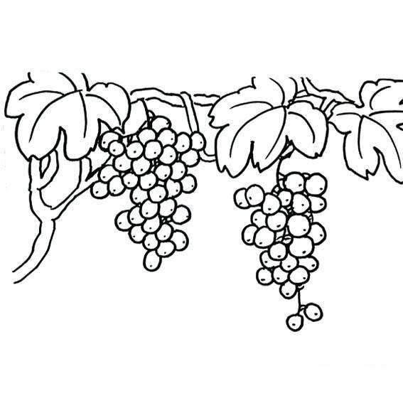 葡萄简笔画图片大全 葡萄简笔画图片大全带颜色
