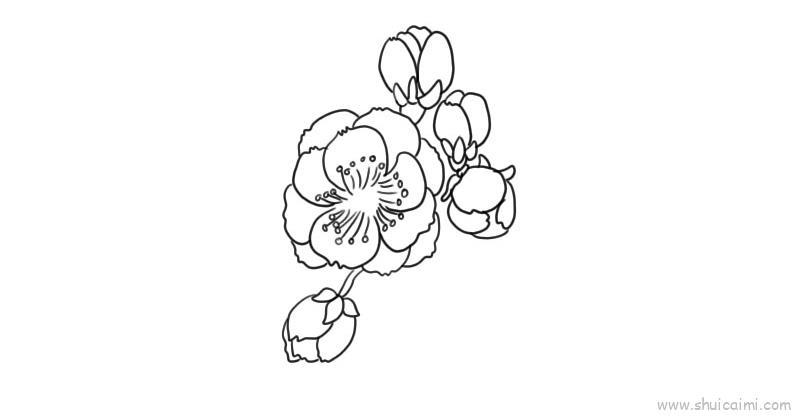 梅花儿童画怎么画 梅花简笔画好看