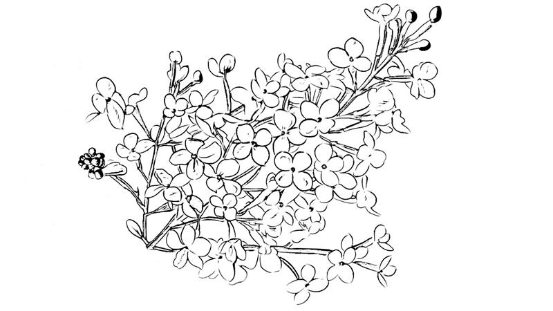 丁香简笔画怎么画 丁香简笔画简单